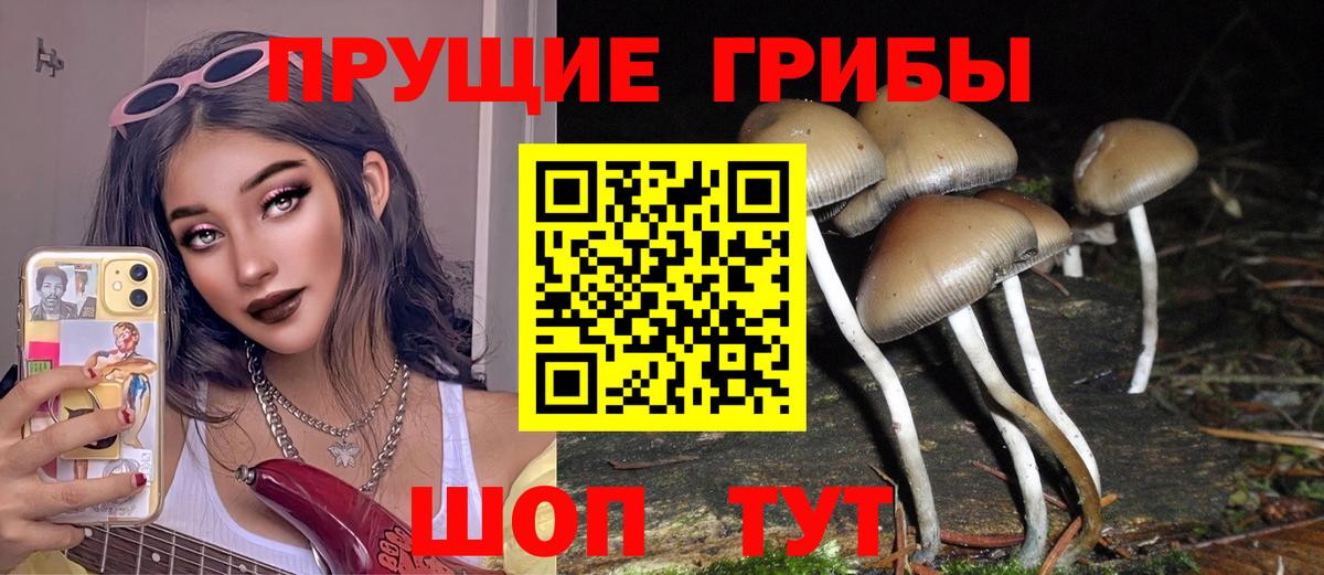 Псилоцибиновые грибы Psilocybine cubensis Красноярск
